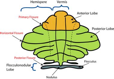 Schematic representation of the major anatomical subdivisions of the ...