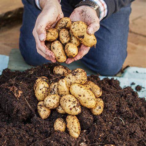 Grow Your Own Patio Potato Kit