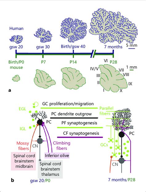 Timeline of cerebellar development in human and mouse. a Size expansion ...