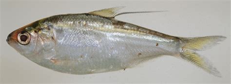 Maryland Biodiversity Project - Threadfin Shad (Dorosoma petenense)