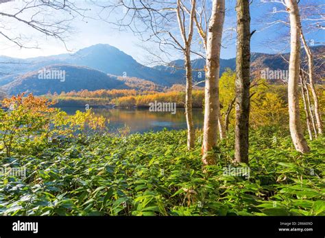 Autumn leaves at Taisho Pond Stock Photo - Alamy