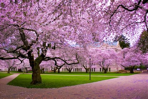 Cherry Blossom Desktop Wallpapers - Wallpaper Cave