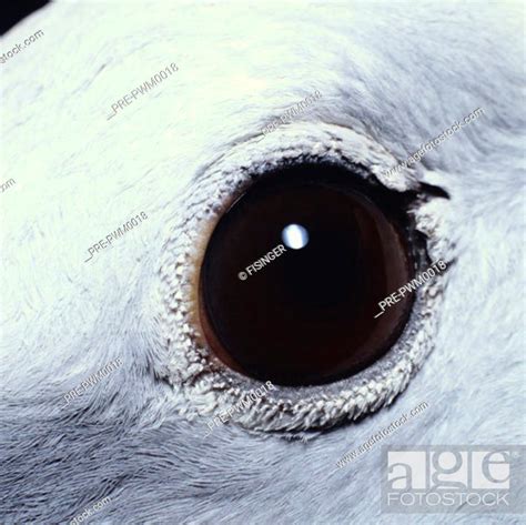 Close-up: Eye of a pigeon, Stock Photo, Picture And Rights Managed Image. Pic. PRE-PWM0018 ...