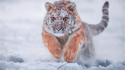 2560x1440 Siberian Tiger In Snow 1440P Resolution ,HD 4k Wallpapers,Images,Backgrounds,Photos ...