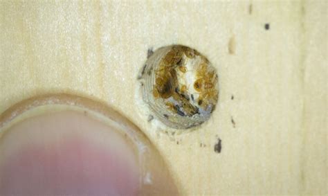 Bed Bugs, Their Nests and Sizes by Mississauga Pest Control .ca – Mississauga Pest Control