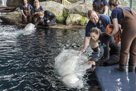 Pregnant Beluga Whale Gets Ultrasound at Shedd Aquarium | Chicago News | WTTW