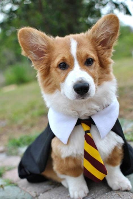 65 best Corgis in Costumes! images on Pinterest | Corgi, Corgis and Corgi puppies