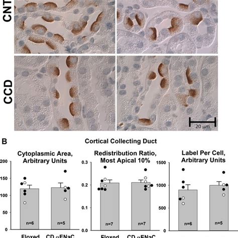 αENaC gene ablation does not change renal pendrin immunolabel intensity... | Download Scientific ...