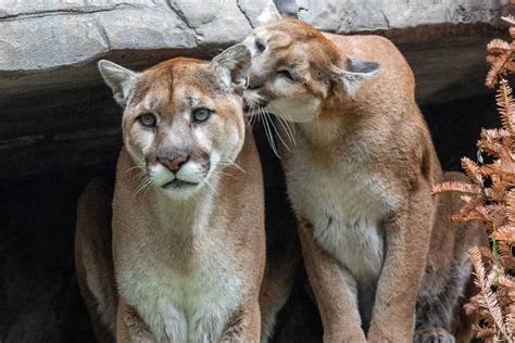 Male Vs. Female Mountain Lion: Key Differences Explained