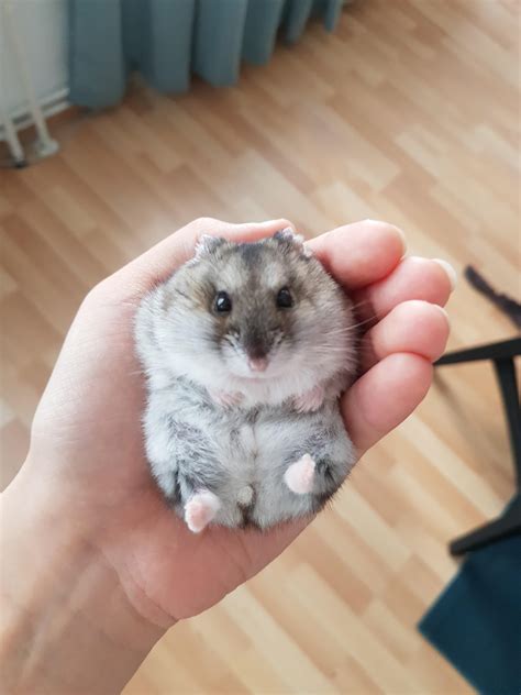 Meet Kerrigan the Russian dwarf hamster! : r/aww