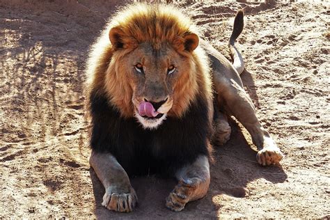 lion cat, animalsNature, africa, cat, cats, safari, animal themes, animal, CC0, public domain ...