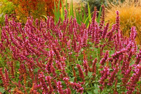 Giant Hyssop (Agastache 'Raspberry Summer') in the Anise Hyssops Database - Garden.org