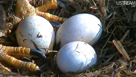 Rules of the Jungle: Why do eagles roll their eggs?