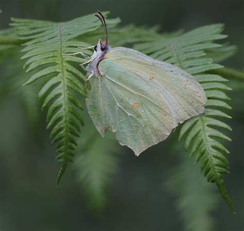 Butterflies of the UK. an insight into their lives: Brimstone