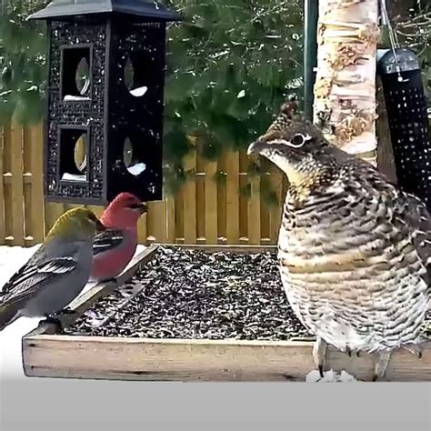 Ontario FeederWatch Cam | Cornell Lab Bird Cams