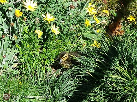 Several ducklings in the plants along the walkway to Frontierland # ...