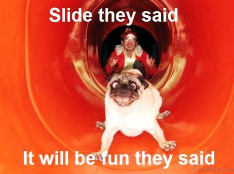 11+ Funny Dumb Dog Memes - Factory Memes