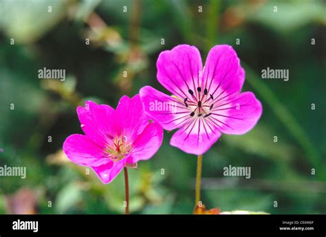 Geranium flowers valley of flower uttarakhand india Stock Photo - Alamy