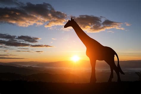 Silhouette of giraffe on a sunset background 1990805 Stock Photo at ...