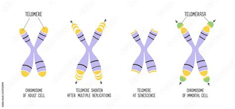 Telomeres and enzyme telomerase. Chromosome structure. Educational ...