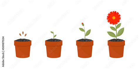 Flower growth stages set. Vector illustrations of sowing plant in soil . Cartoon plant life ...