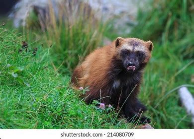 155 Wolverine teeth Images, Stock Photos & Vectors | Shutterstock