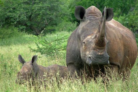 Save the Rhino International | Rhino Conservation Charity