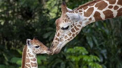 Zoo Miami shows off baby giraffe to the world