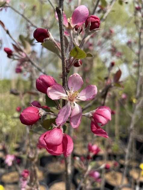 Flowering Crabapple, Thunderchild - Falk Nurseries