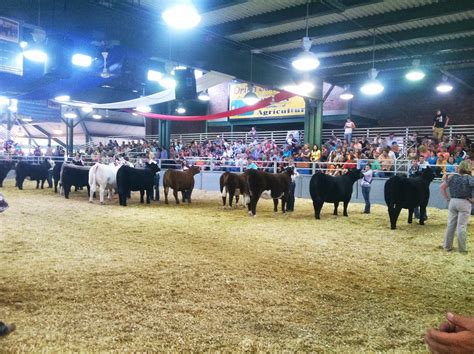 DIAMOND G CATTLE CO.: Illinois State Fair - Heifer Show Grand Drive