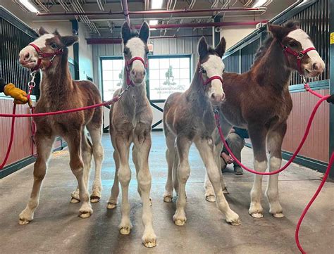 Budweiser Clydesdale Horses Born Last Month to Host Super Bowl Party