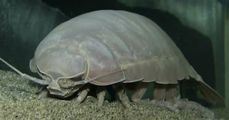 Giant Isopod Eats for First Time in 5 Years