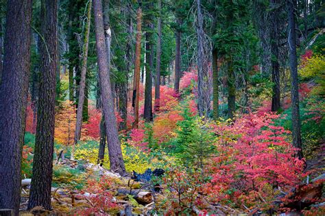 Photogenic Yosemite – California Fall Color