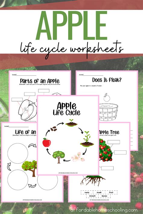 Life Cycle Of Apple Worksheets