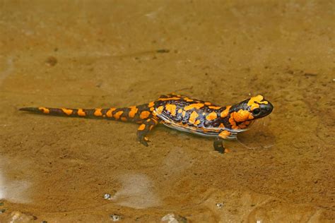 Le armi della Salamandra pezzata - La Rivista della Natura