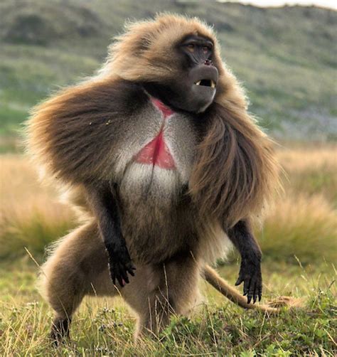 Photo by @tbfrost | An adult male gelada monkey stands on his hind legs to look for a group of ...