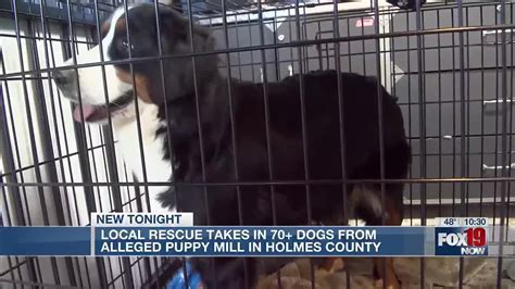 Tri-State animal rescue scrambling after finding over 70 dogs at alleged puppy mill - YouTube