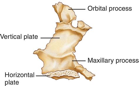 Palatine bone, Palatine, Anatomy