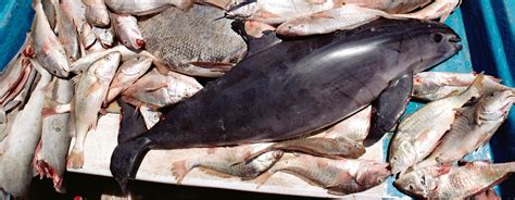 The Plight of the Vaquita | Saving Earth | Encyclopedia Britannica