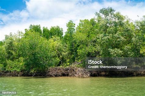 Pohon Bakau Di Hutan Hujan Tropis Cerah Hari Biru Langit Lingkungan ...