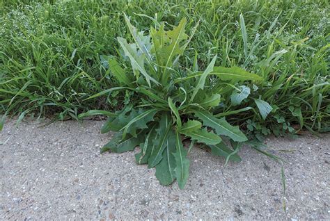 How To Control Broadleaf Weed Varieties - Bioweed