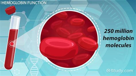 Hemoglobin: Structure, Function & Impairment - Lesson | Study.com