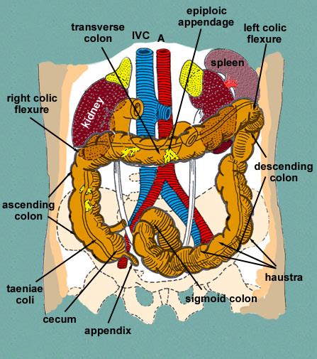 Right Colic Flexure