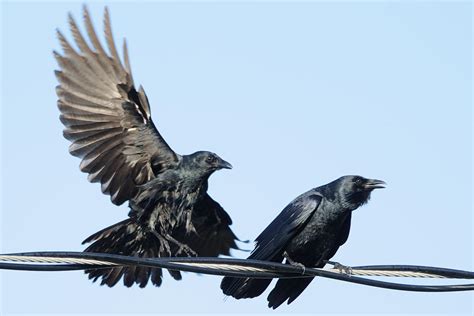 Two Crows on a wire Photograph by Bradford Martin - Pixels