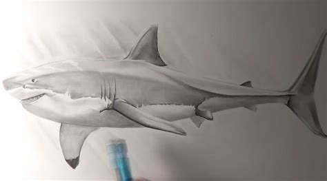 Realistic Shark Drawing