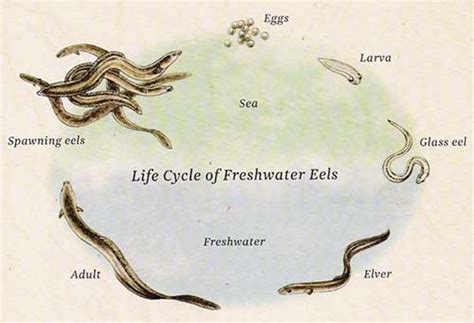 What is a Baby Eel Called? [Secret Baby Eel Name]