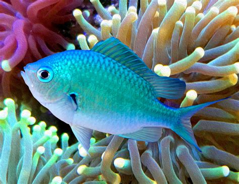 Green Chromis Chromis Viridis – The Reef Experience