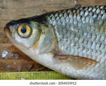 213 Silver Cyprinid Images, Stock Photos, 3D objects, & Vectors | Shutterstock