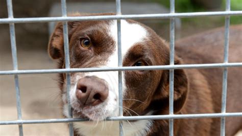 Problems continue for future of region’s animal pound | Daily Telegraph