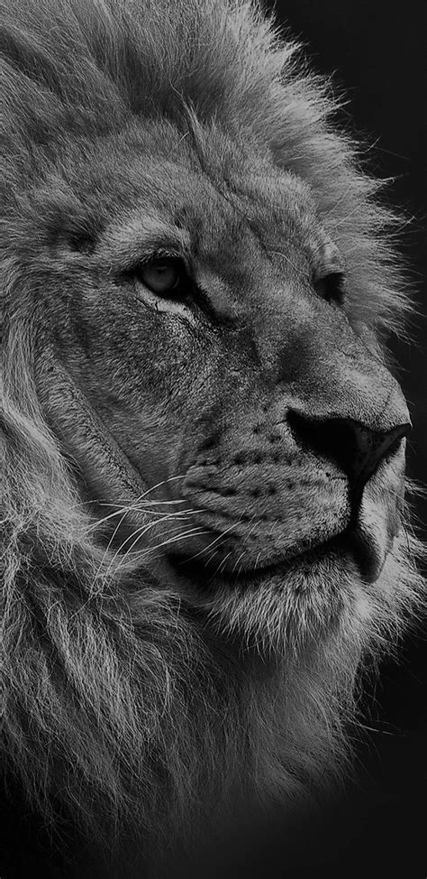 Wallpapers Black Lion - Wallpaper Cave